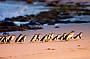 Penguin Parade